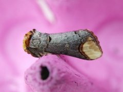 Buff-tip (Phalera bucephala)