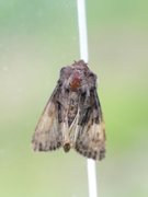 Lyktebærerfly (Euplexia lucipara)