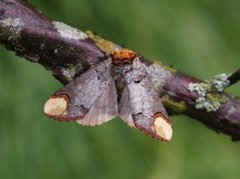 Oksehodespinner (Phalera bucephala)