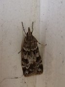 Little Grey (Eudonia lacustrata)