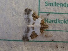 Blue-bordered Carpet (Plemyria rubiginata)