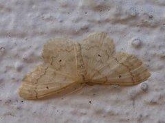 Randengmåler (Idaea biselata)