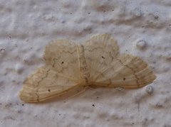 Randengmåler (Idaea biselata)