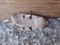 Autumnal Rustic (Eugnorisma glareosa)