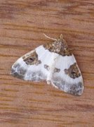 Blue-bordered Carpet (Plemyria rubiginata)