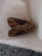 Double Lobed (Lateroligia ophiogramma)