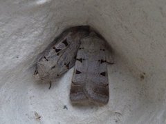 Autumnal Rustic (Eugnorisma glareosa)