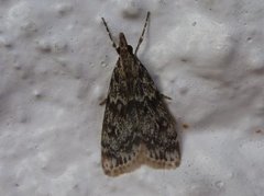 Little Grey (Eudonia lacustrata)