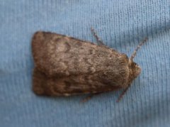 Northern Rustic (Standfussiana lucernea)