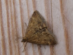 Straw-barred Pearl (Pyrausta despicata)