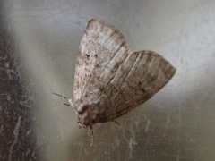 Common Lutestring (Ochropacha duplaris)