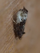 Marbled Orchard Tortrix (Hedya nubiferana)