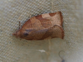 Lærbrun bladvikler (Pandemis cerasana)