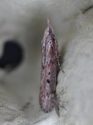 Bee Moth (Aphomia sociella)
