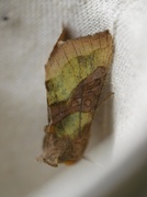 Burnished Brass (Diachrysia chrysitis)