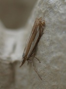 Grass-veneer (Crambus pascuella)