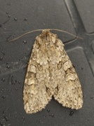 Grey Arches (Polia nebulosa)