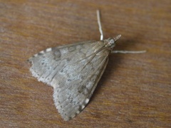 Dusky Pearl (Udea prunalis)