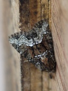 Marbled Minor (Oligia strigilis)