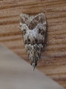 Junimosemott (Scoparia ambigualis)