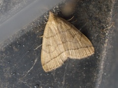 The Fan-foot (Herminia tarsipennalis)