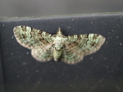 Green Pug (Pasiphila rectangulata)