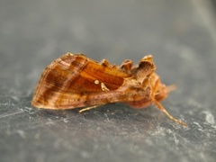 Plain Golden Y (Autographa jota)