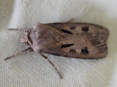 Heart and Dart (Agrotis exclamationis)