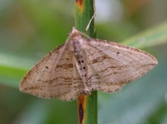 Oblique Carpet (Orthonama vittata)