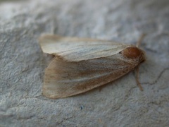 Small Dotted Buff (Photedes minima)