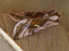 Plain Golden Y (Autographa jota)
