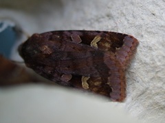 Purple Clay (Diarsia brunnea)