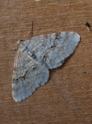 Welsh Wave (Venusia cambrica)