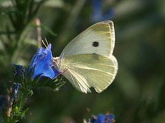 Small White (Pieris rapae)