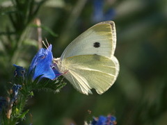 Liten kålsommerfugl (Pieris rapae)