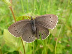 Ringlet (Aphantopus hyperantus)