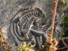 Dvergbjørkspinner (Eriogaster arbusculae)