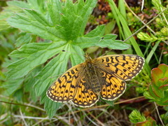 Small Pearl-bordered Fritillary (Boloria selene)