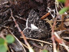 Gnistdagfly (Sympistis heliophila)