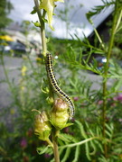 Torskemunnfly (Calophasia lunula)