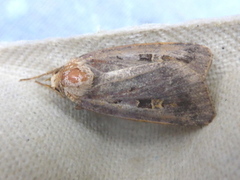 Purple Clay (Diarsia brunnea)