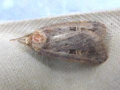 Rødfrynset teglfly (Diarsia brunnea)