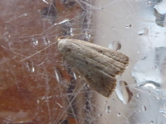 Dvergnebbfly (Hypenodes humidalis)