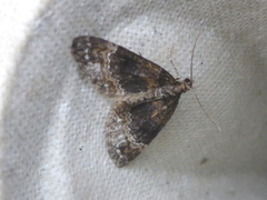 Barred Carpet (Martania taeniata)