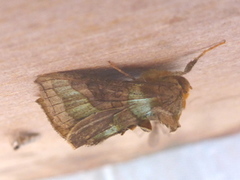 Burnished Brass (Diachrysia chrysitis)