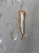 Pearl-band Grass Veneer (Catoptria margaritella)