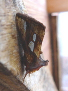 Langstreket metallfly (Plusia festucae)