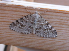 Welsh Wave (Venusia cambrica)