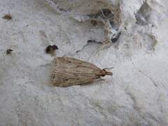 Marsh Grey (Eudonia pallida)