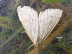Pale Straw Pearl (Udea lutealis)